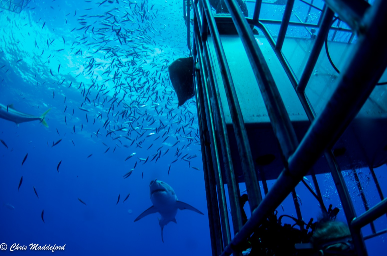 Dive Master Peter shares with us a 3 day Great White Shark dive report onboard the Nautilus Belle Amie