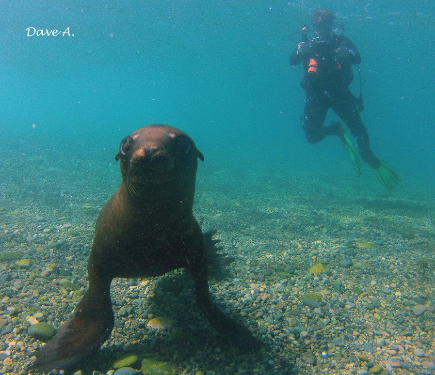 We are having a great opportunity to explore the islands of Pacific Baja California aboard the Nautilus Explorer