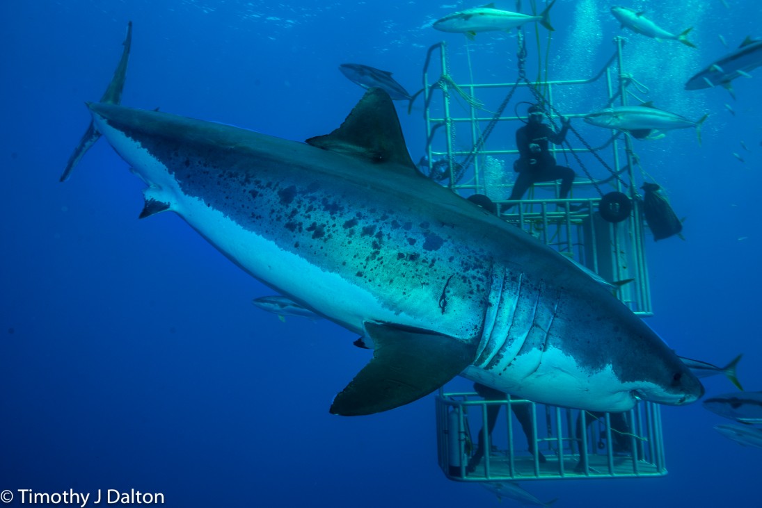 So ends my final Guadalupe trip after spending 2 action packed months out here at Guadalupe Island.