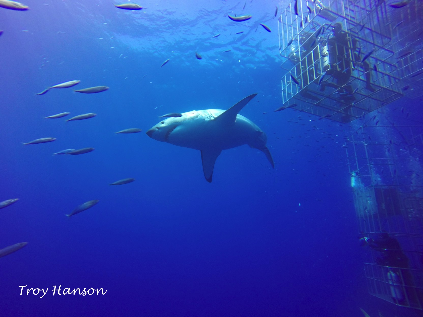 We just spoke with Captain Stefan onboard the Nautilus Explorer out at Guadalupe Island: