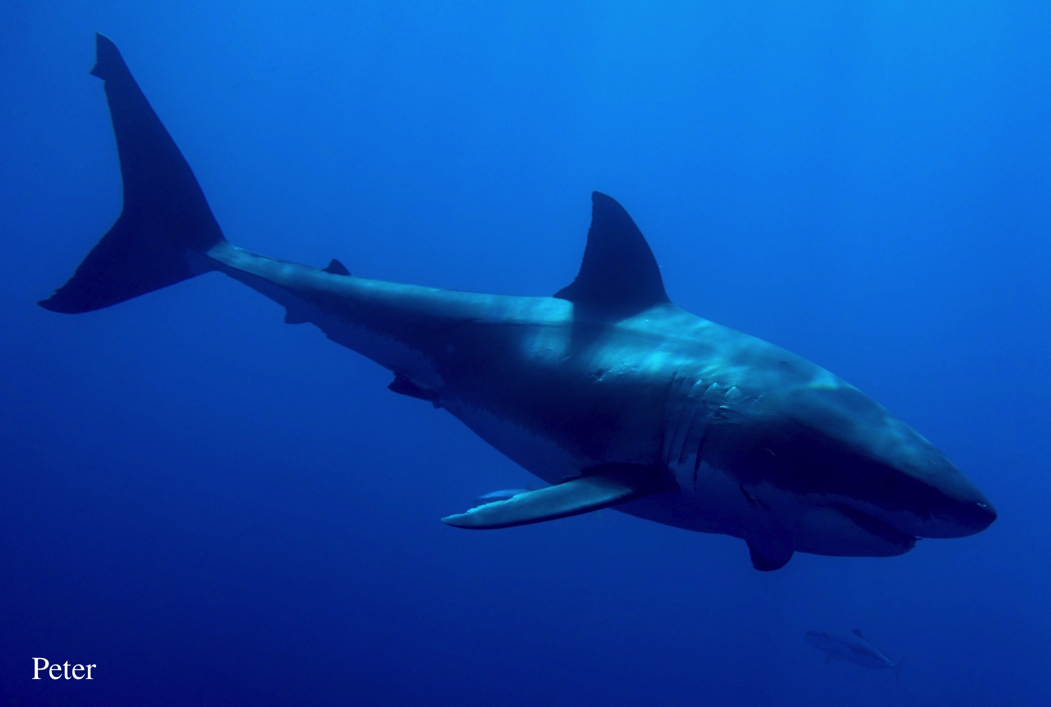 We saw more Great White Sharks than we expected