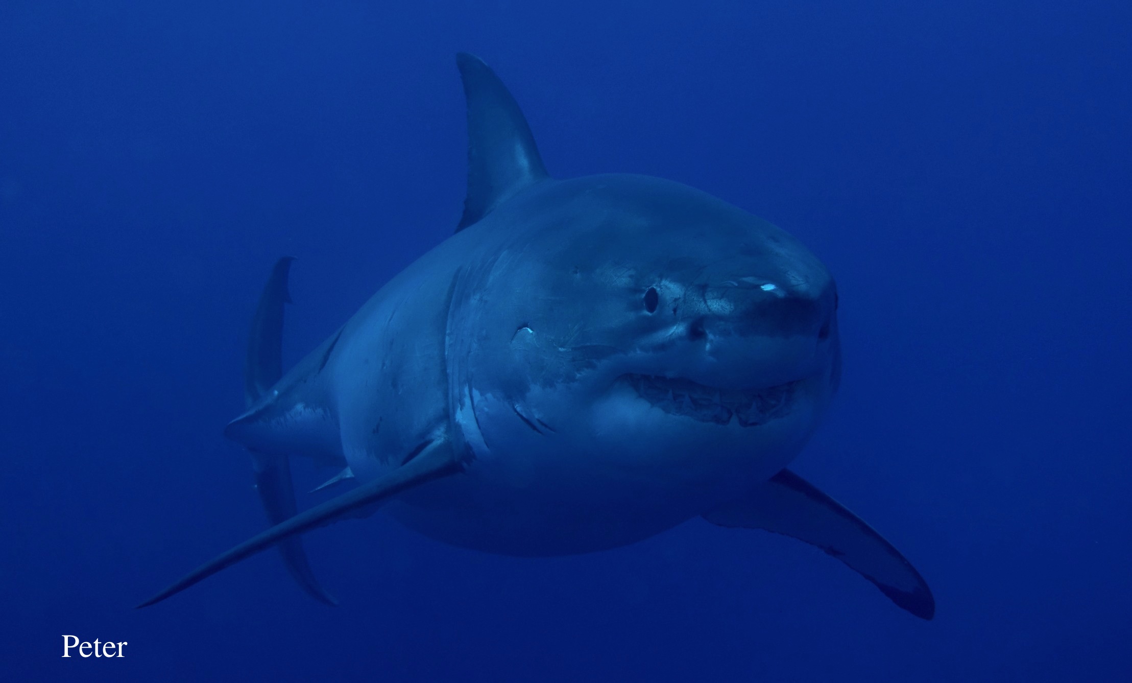 "If those are the size of the cages, can you imagine the size of the great white sharks?"