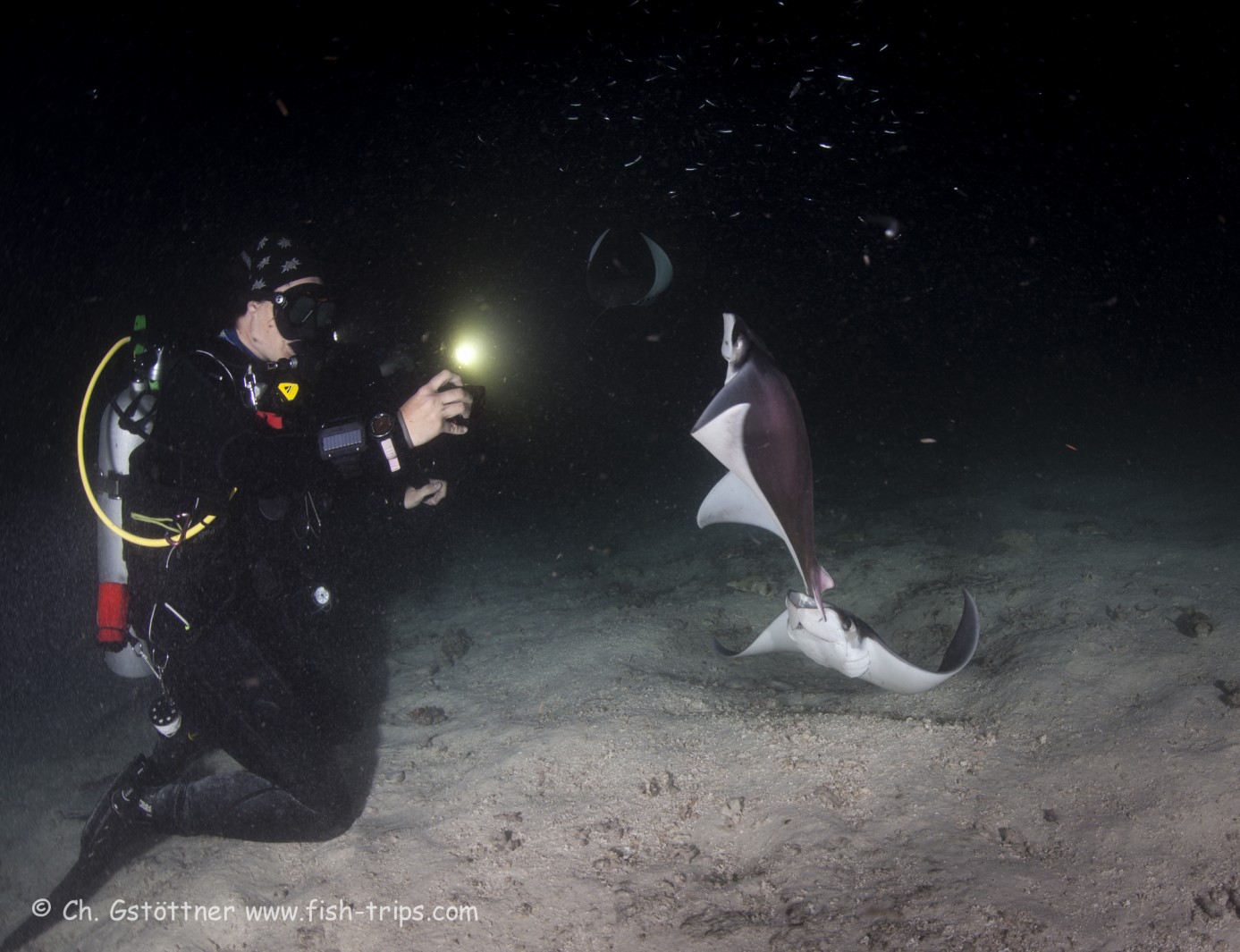 A lifetime opportunity to dive with 100 mobulas