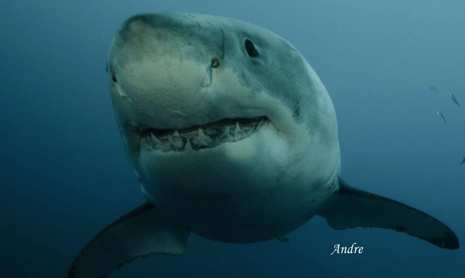 My best diving experience so far!