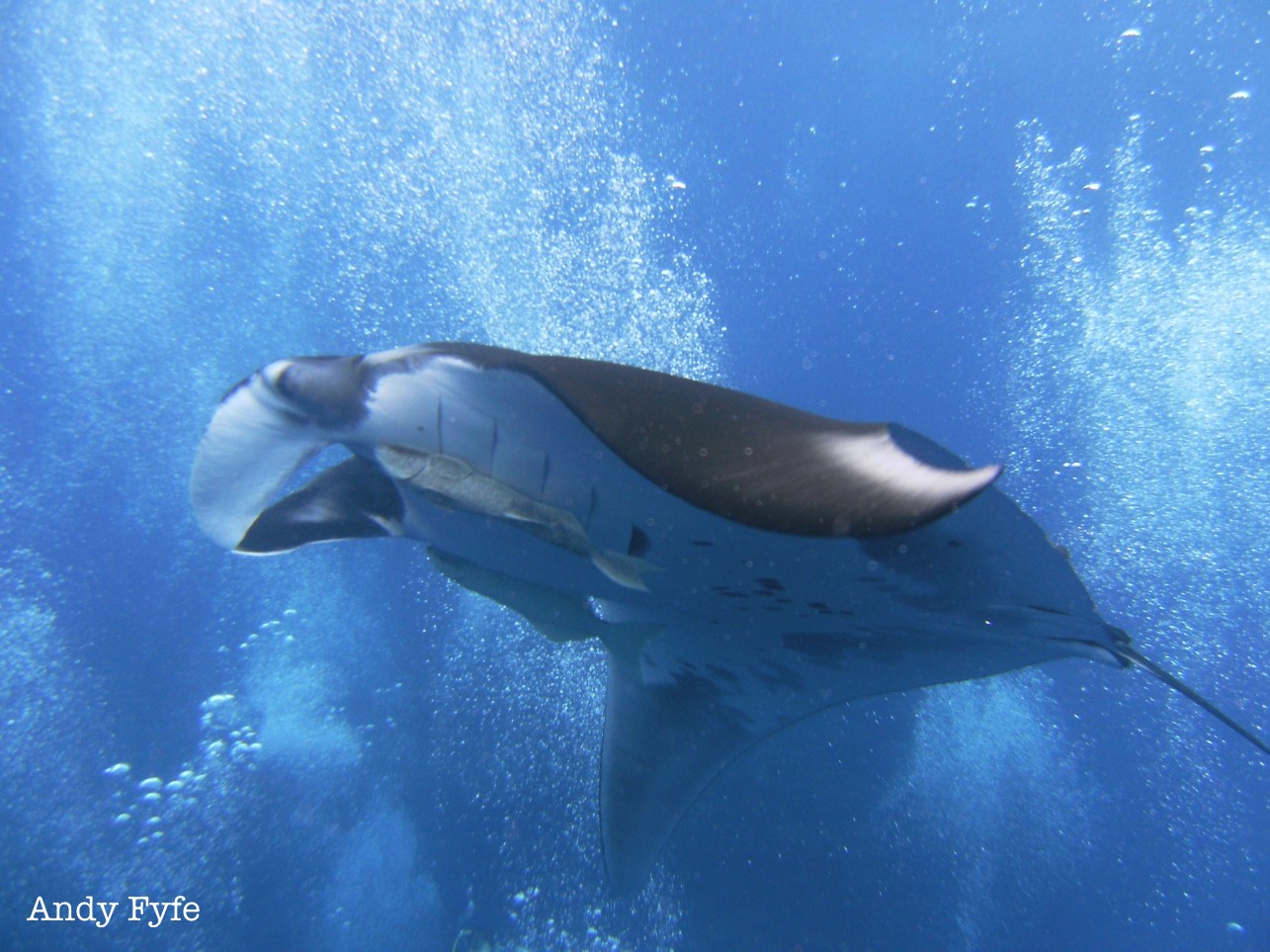 Surrounded by divers, bubbles and of course, Giant Mantas!