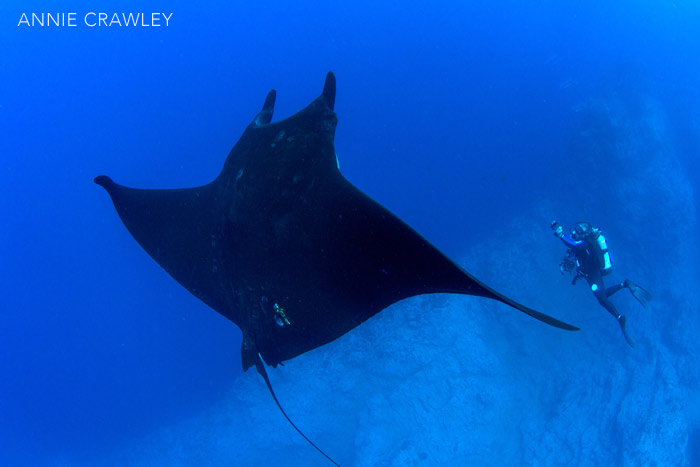 Beautiful Black Giant Manta at Roca Partida