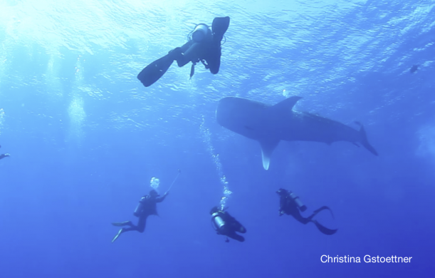 We saw a 5-6m whale shark and we even dove with it for 5 min!