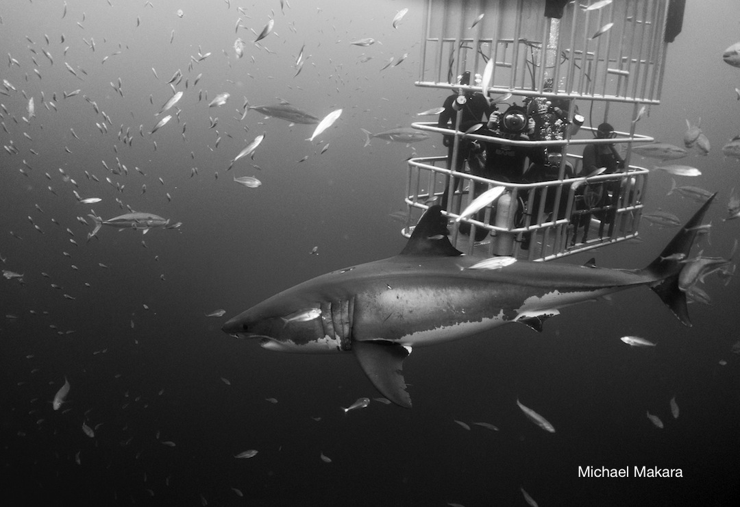 We are having the chance to learn more and more every day in the water with such an impressive animal.