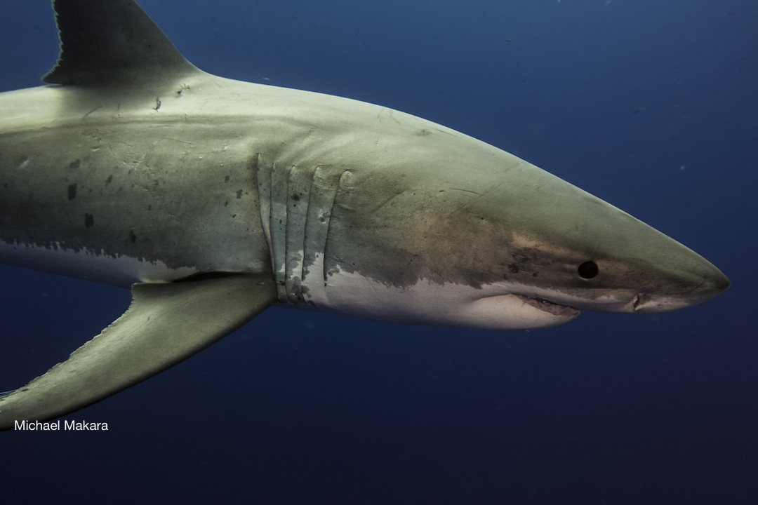 A majestic creature, the great white shark