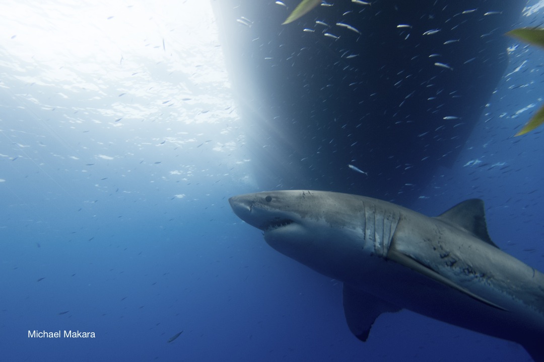 I would highly recommend this trip to anyone considering a diveaboard experience!!!!