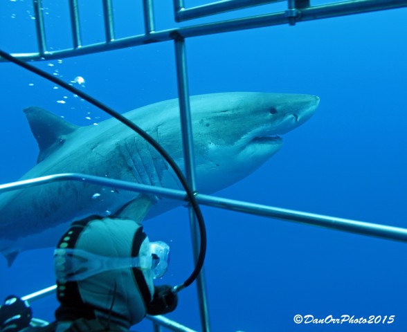 A refreshing reminder of how diving and conservation for the ocean should be.