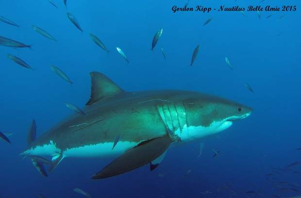 We came, We saw, We SHARKED!!