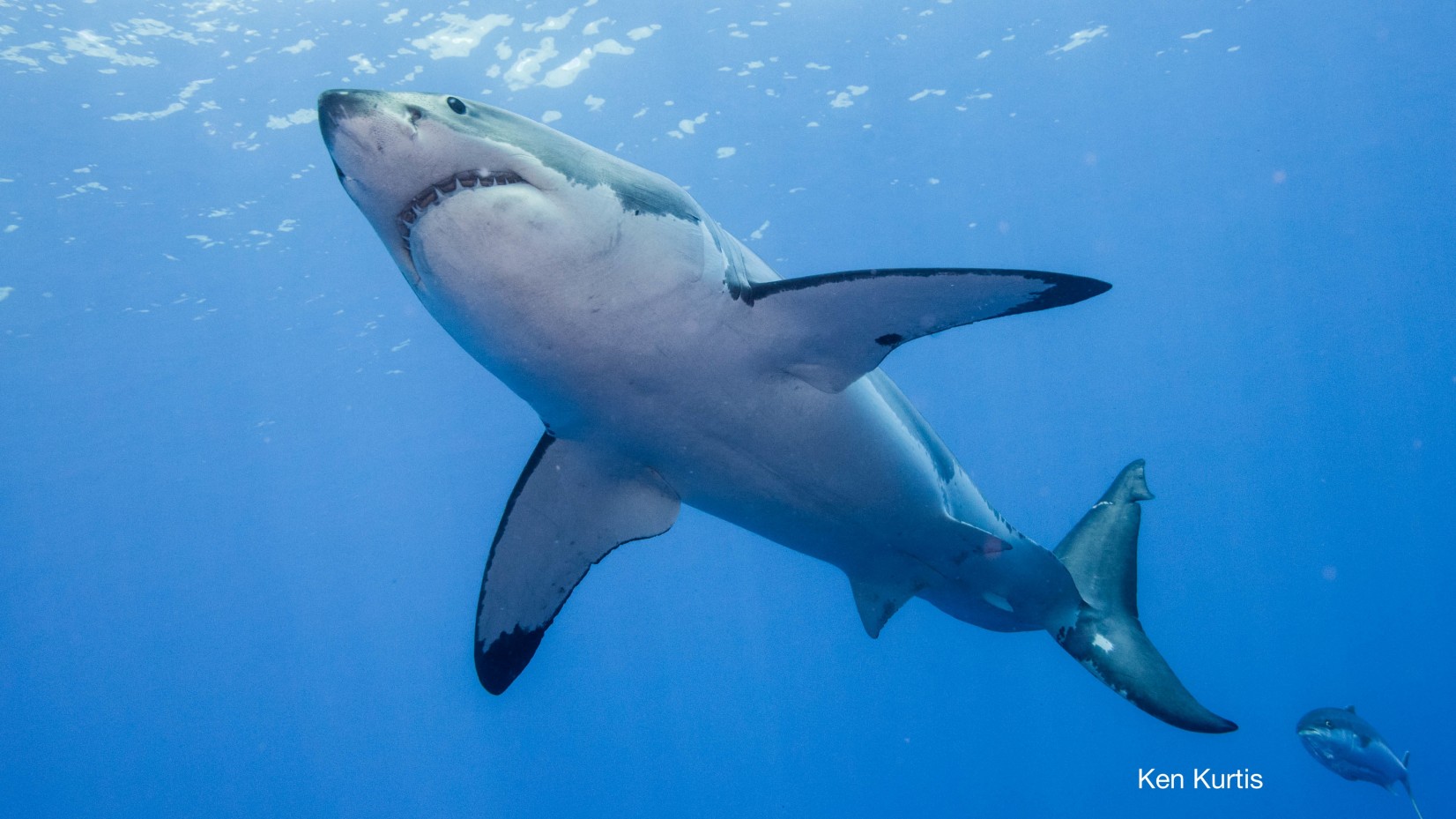 Reggae jam with great white sharks and tuna