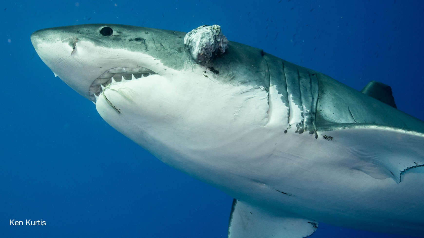 Shark Identification with the crew and guests