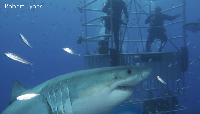 The sharks at Guadalupe showed us every bit of their grace, beauty, and power.