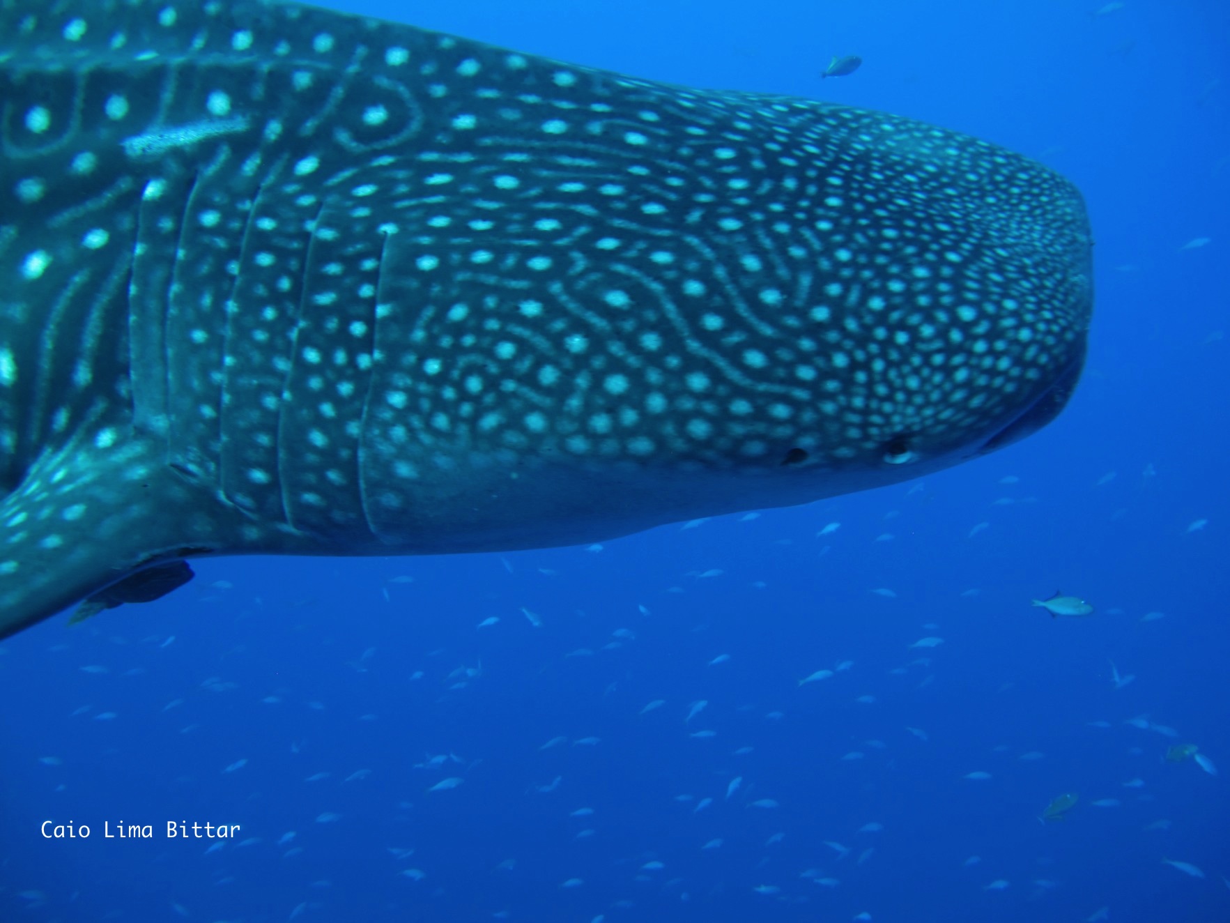You never know what you will encounter…