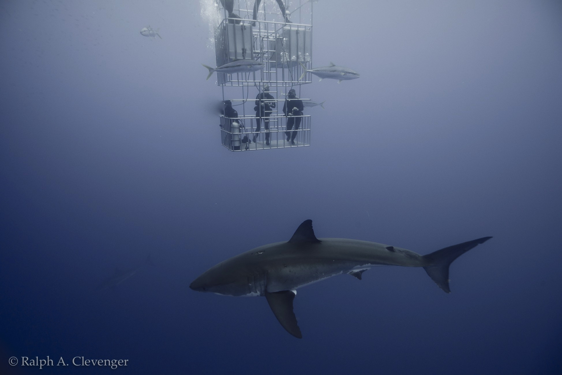 Best place in the world for observing Great White Sharks !