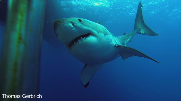 The great white shark show was always awesome.