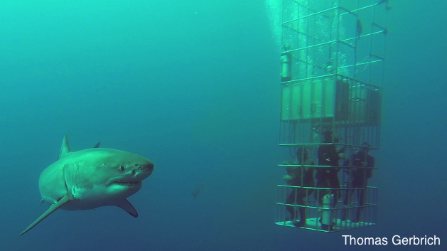 Bigger great white sharks this end of the season