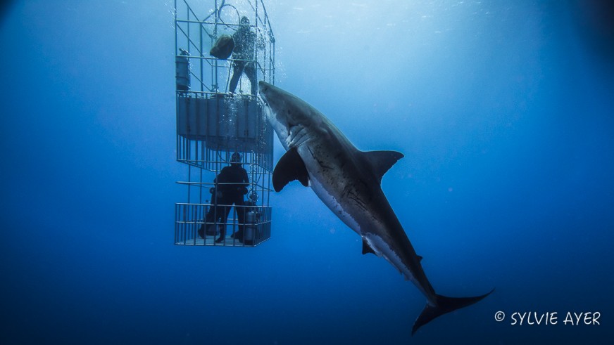 Seeing the Great White Sharks up close was awe-inspiring and the giant mantas were so abundant