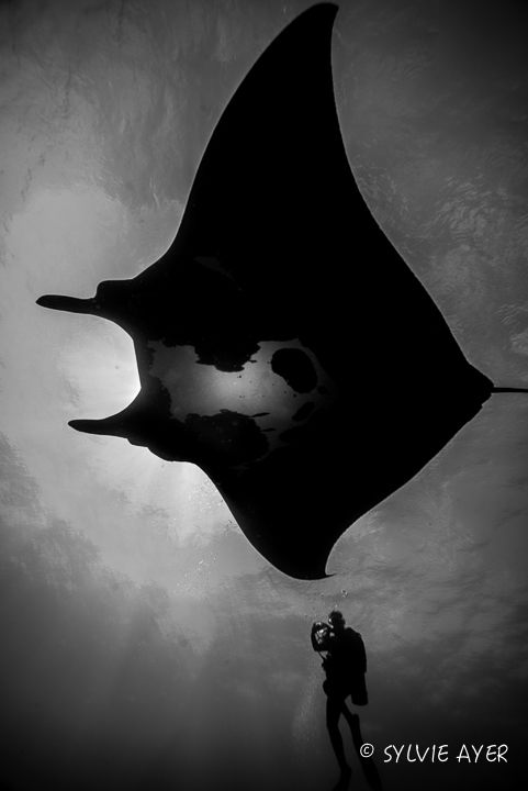 Diving with a Giant Black Manta was like a dream