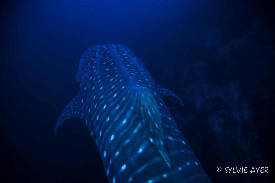 Whale Sharks!!!