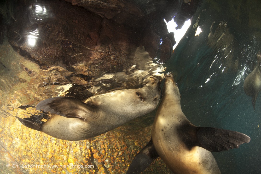 I had so much fun playing with the sea lions!