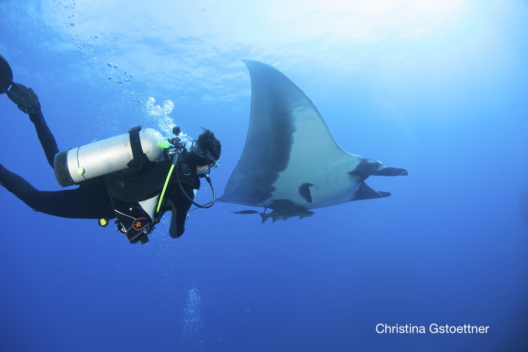 Great dives, great interaction with the sea life and our guests
