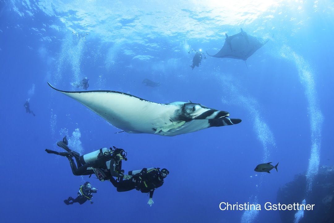The giant pacific mantas came cursing by the Boiler today