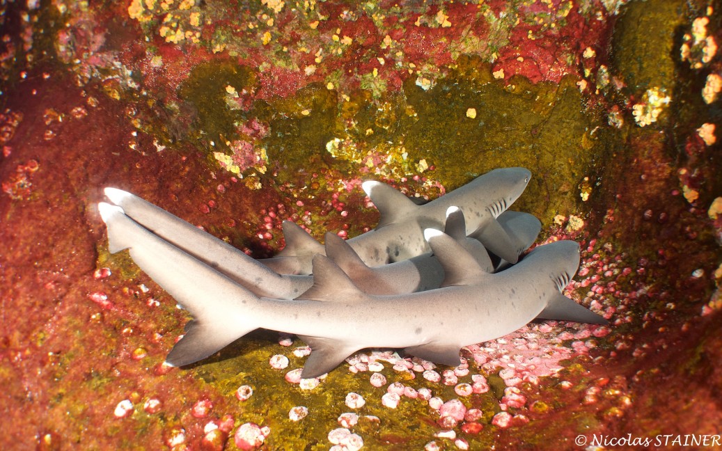 Silky Snorkel and a Galapagos Shark