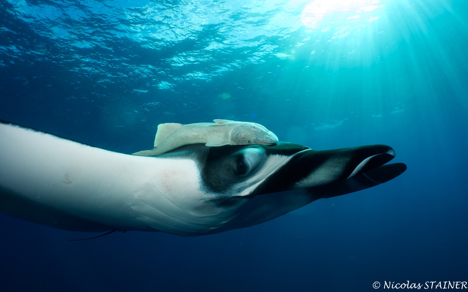 Giant Mantas and Great People!