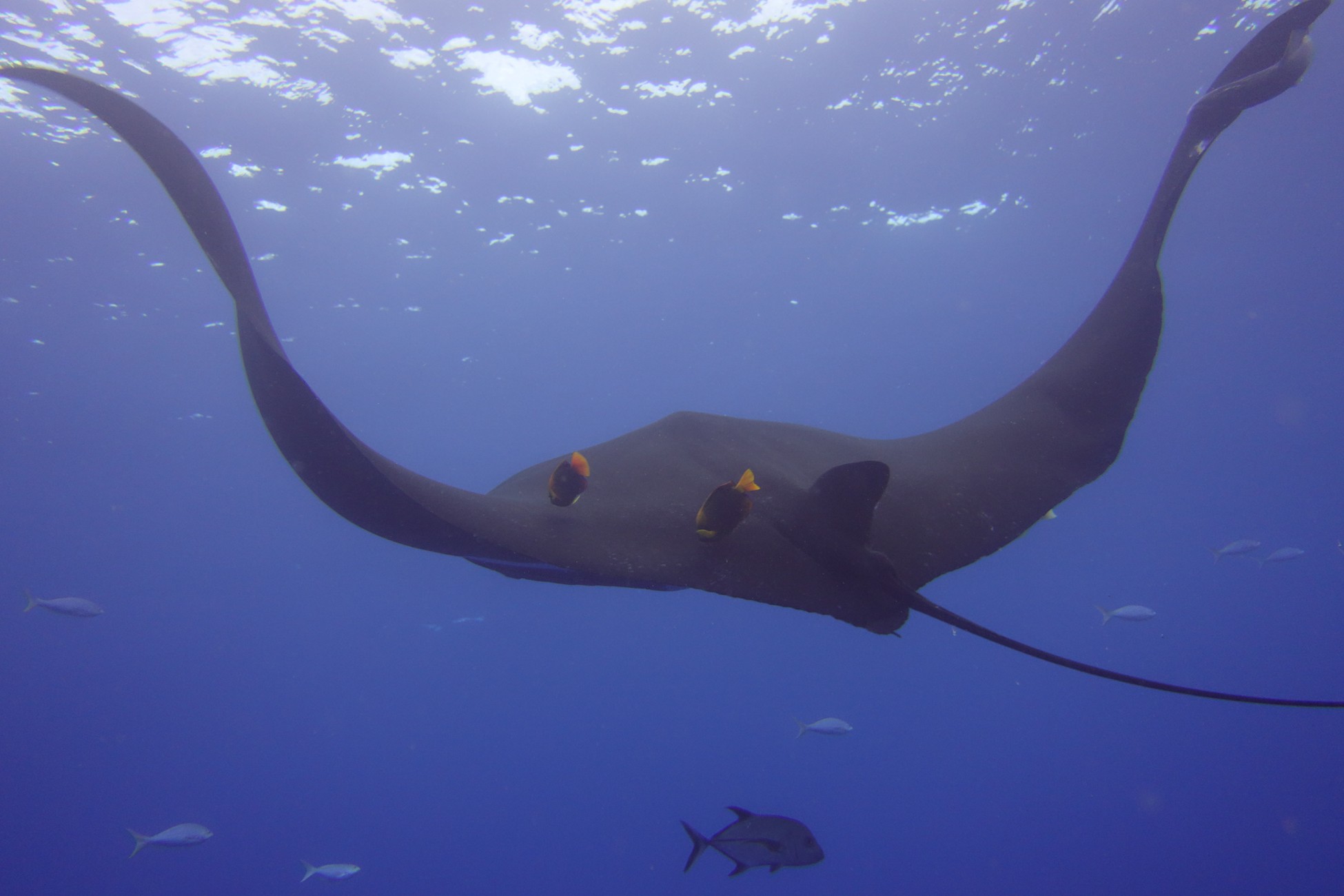I have never seen animals as large as these