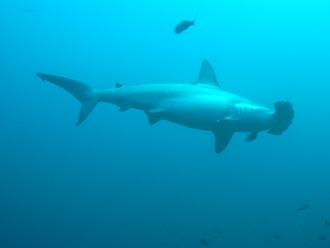 And a SCHOOL of Hammerheads!