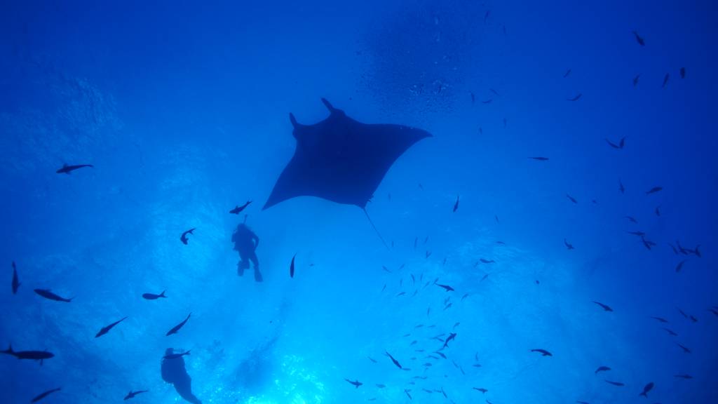 This morning at the Boiler – 4 Giant Mantas