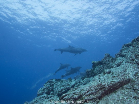Diving with a family of dolphins
