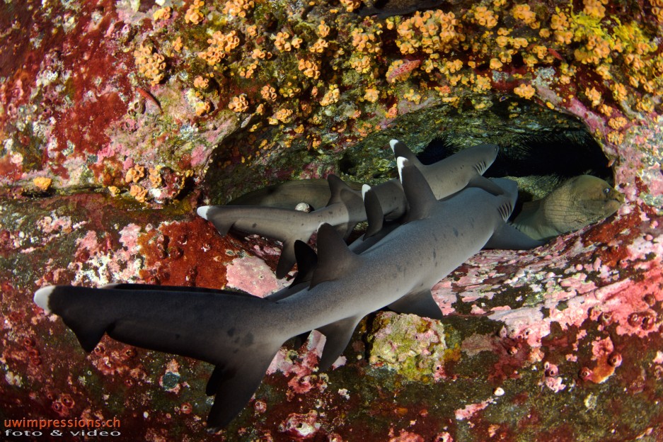 I saw a White Tip Shark right before it disappeared in front of my eyes