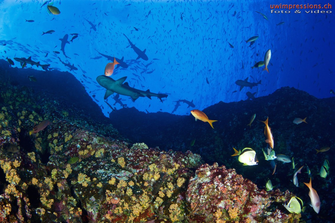 16 days. 1000 nautical miles. 5 islands off the Mexican west coast. 30 divers from all of the world.