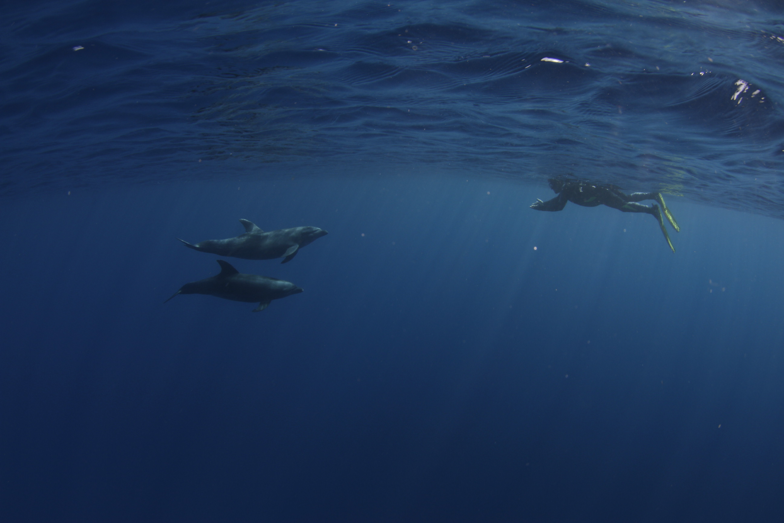 Several Humpback Whales Appeared!!