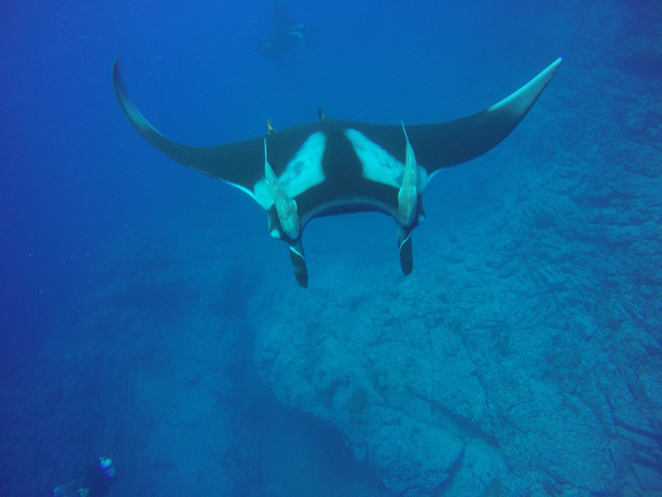 Manta Heaven!
