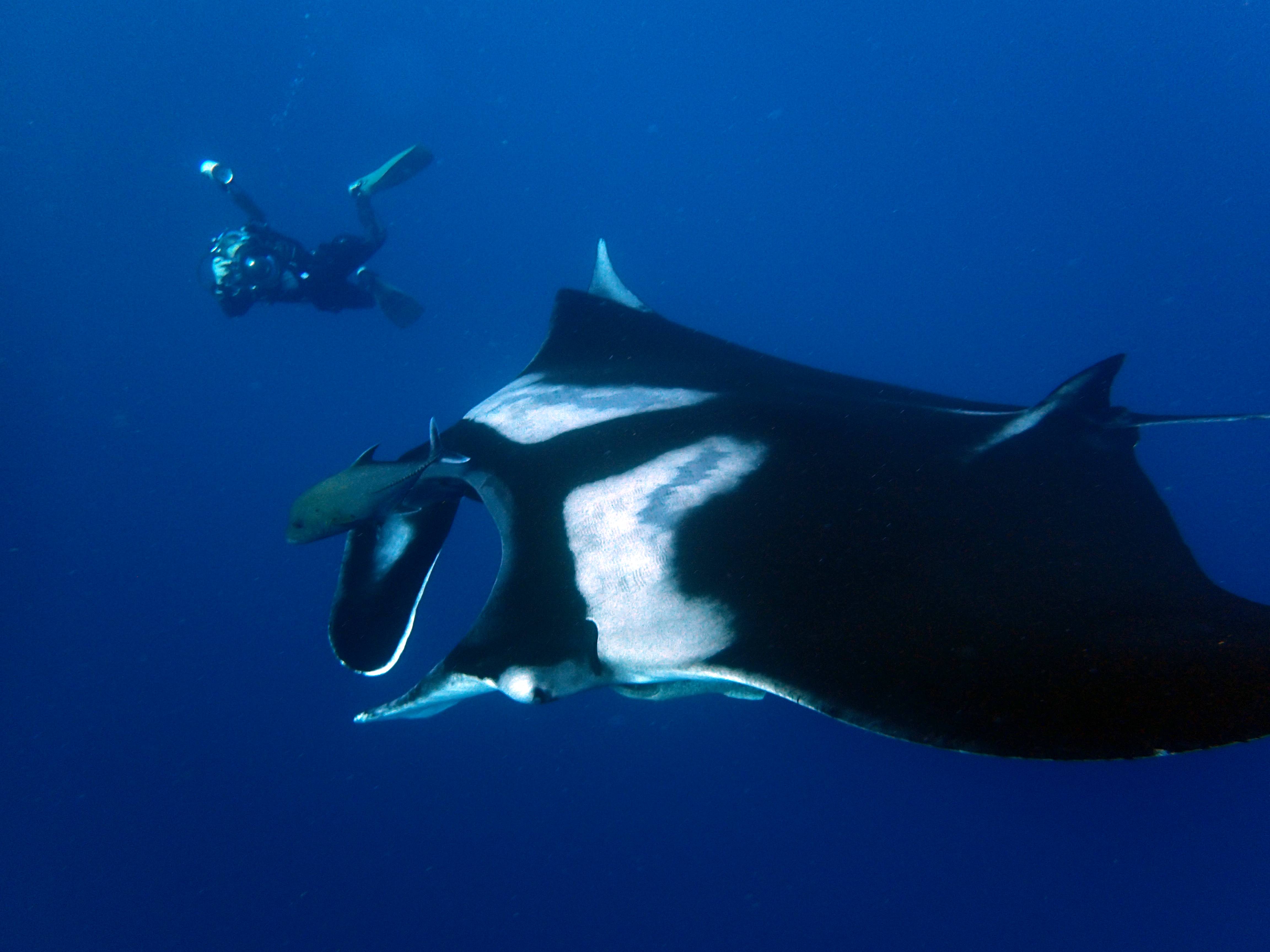 Blue Water Diving