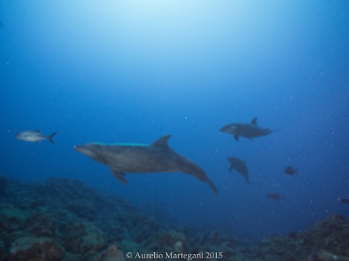 Giant Mantas Dancing Around Us