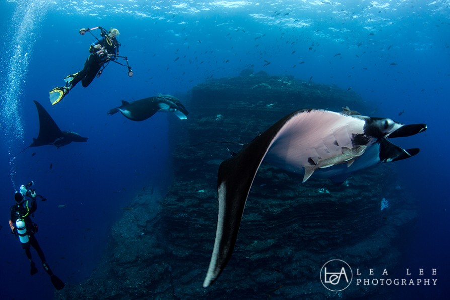 Everyone had several intimate moments with these giant mantas