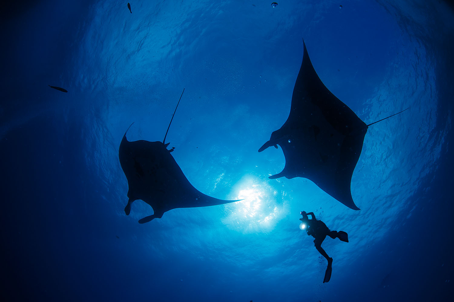 There was non-stop Manta Action