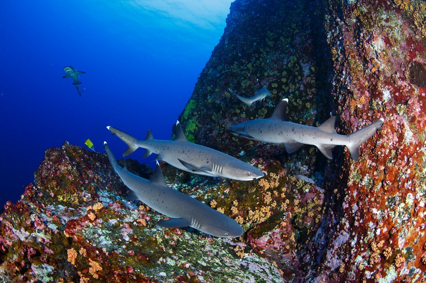 Had a nice dive at Las Cuevas