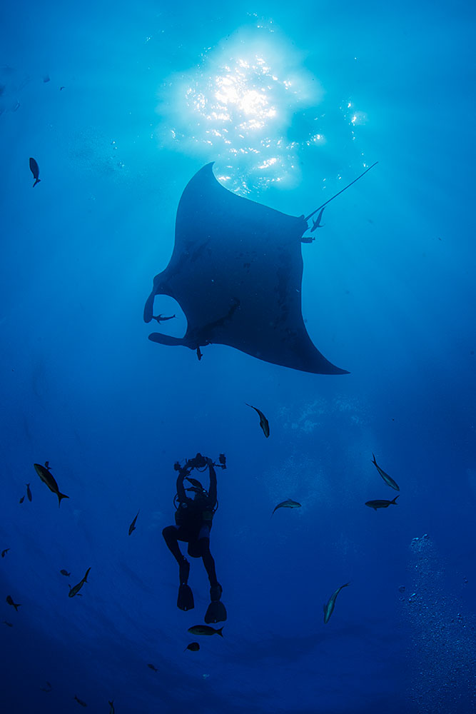 Two Friendly Giant Mantas!