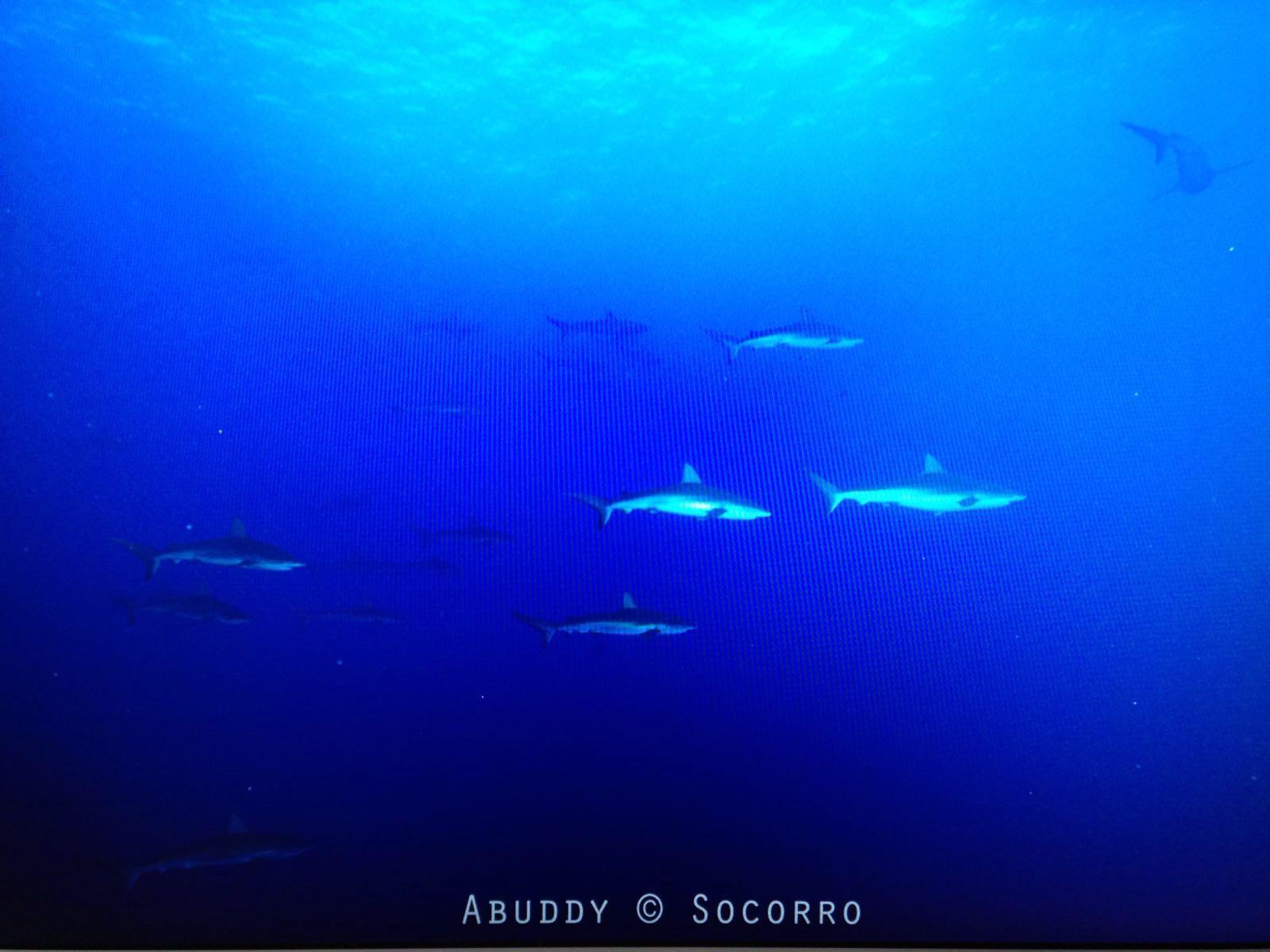 The Shark Numbers at Roca Partida are Exploding Right Now!