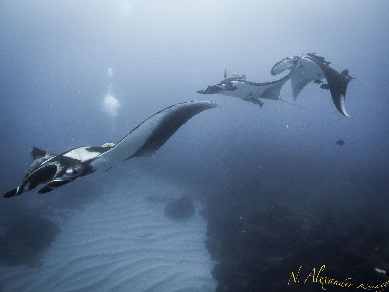 you never know what you are going to find in each dive…