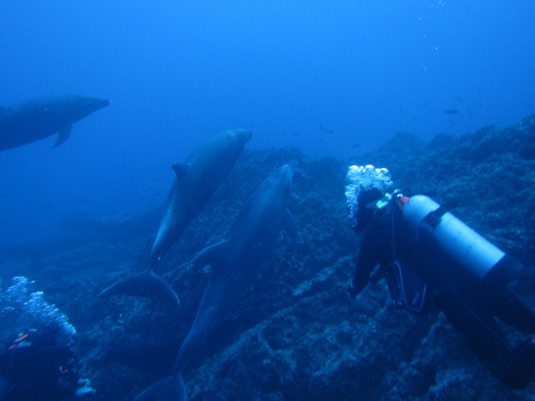 This is a diving boat, built and run by divers, who care about divers!