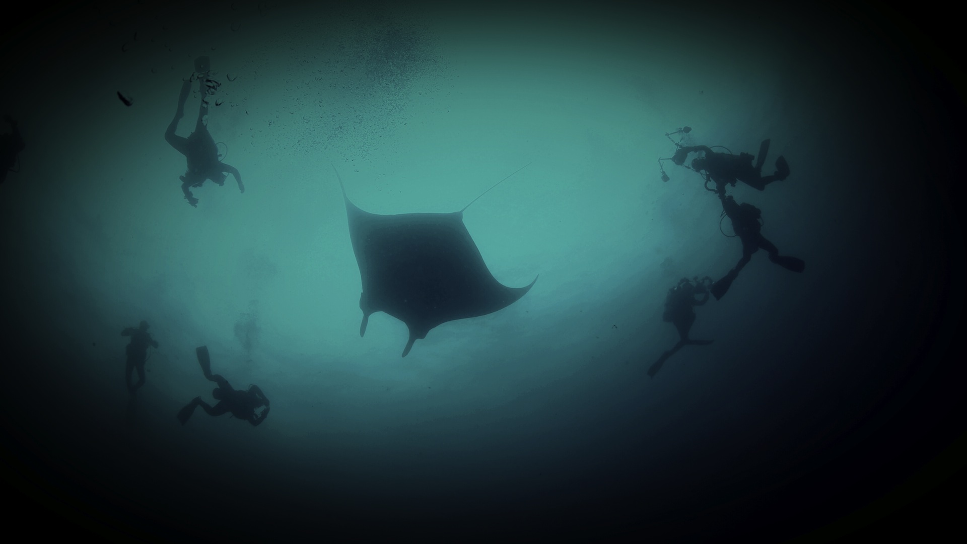 Everywhere I looked was mantas!