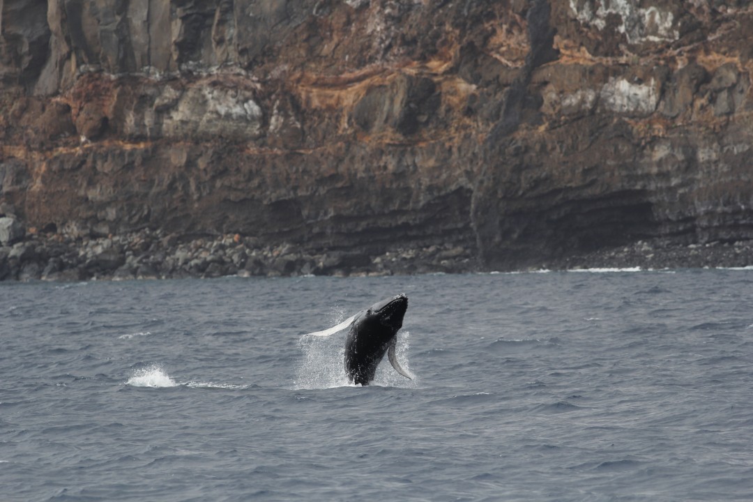 Stellar Day at Roca Partida